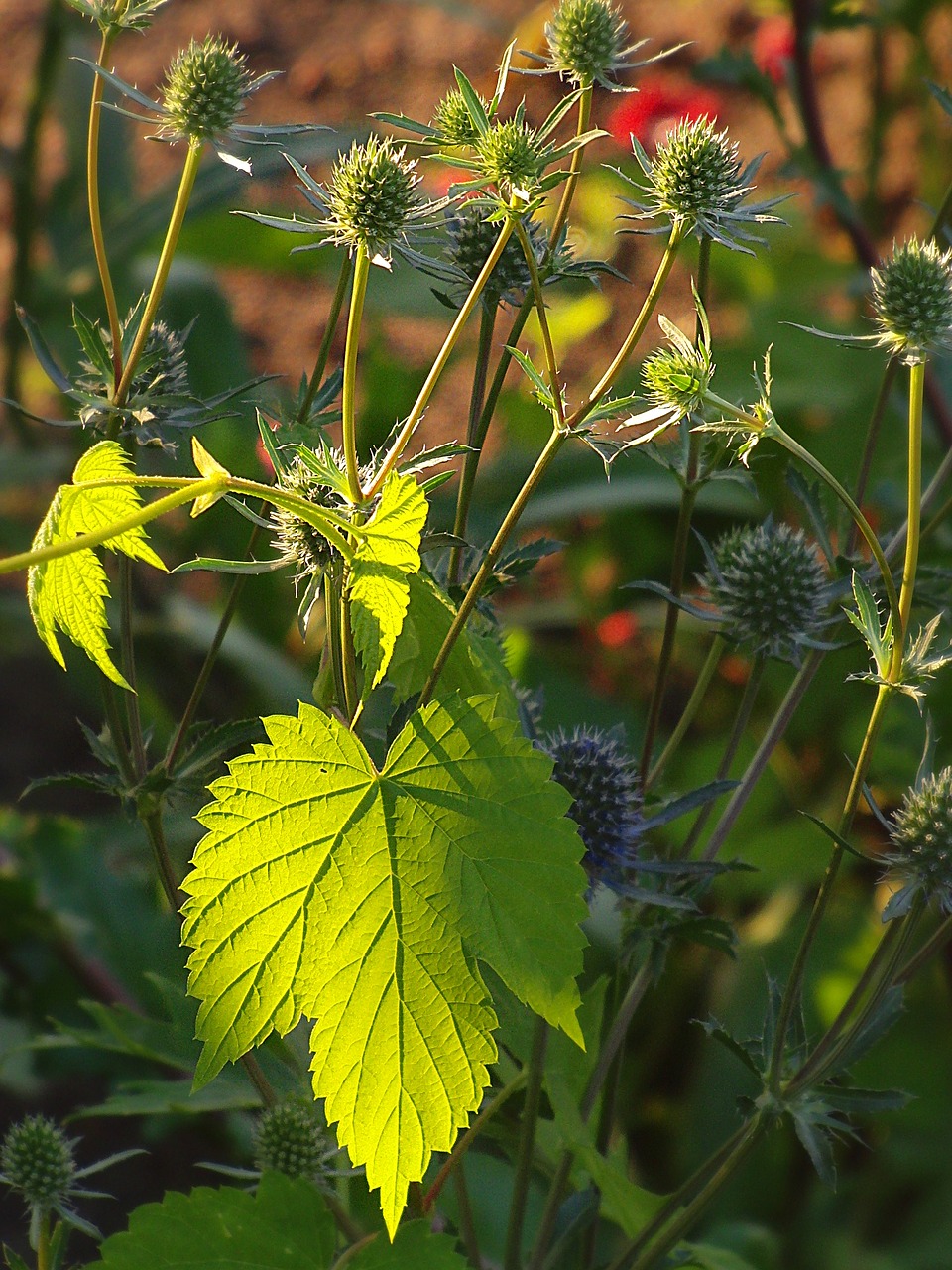 thistle green nature free photo