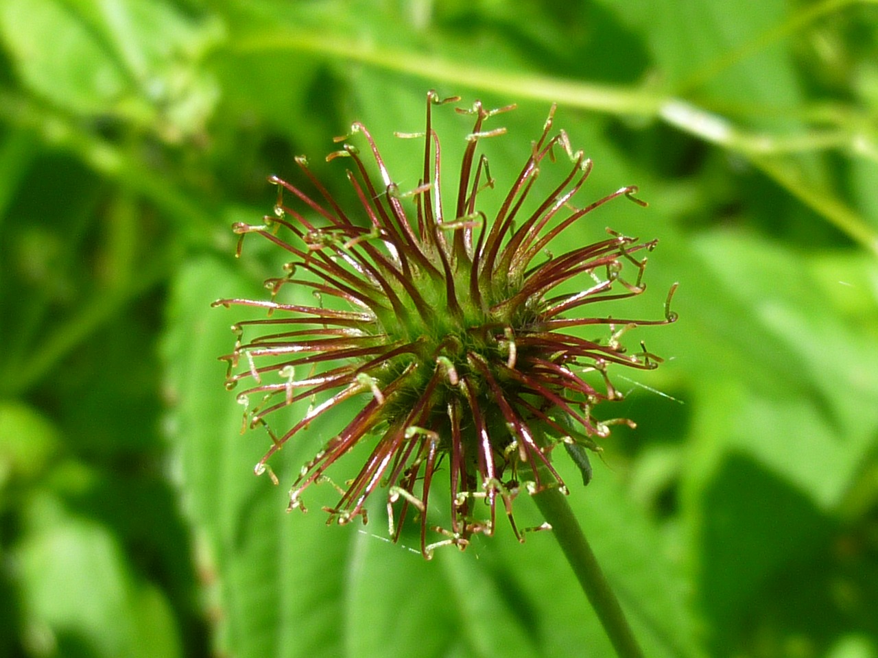 thistle nature plant free photo