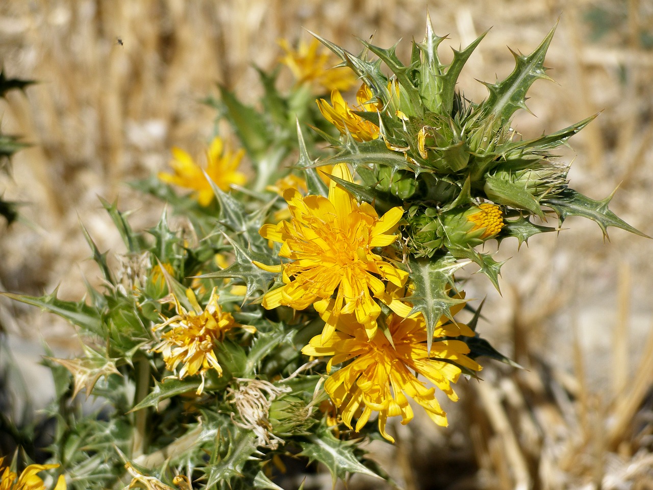 thistle plant flower free photo