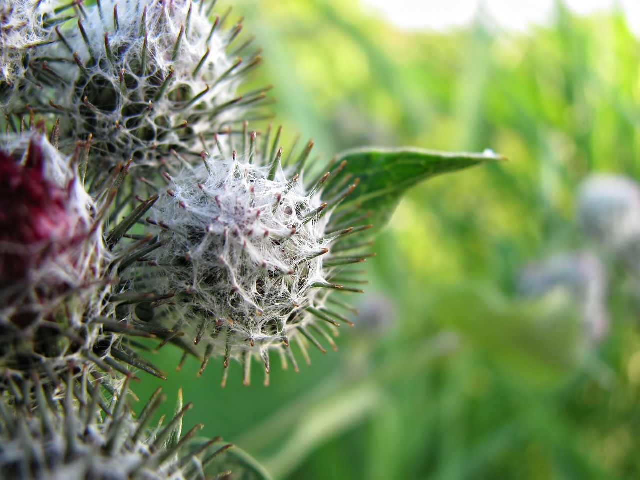 thistle nature plant free photo