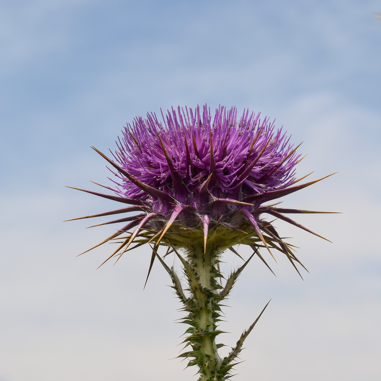 thistle flower plant free photo