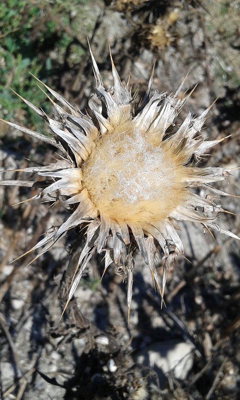 thistle nature flower free photo