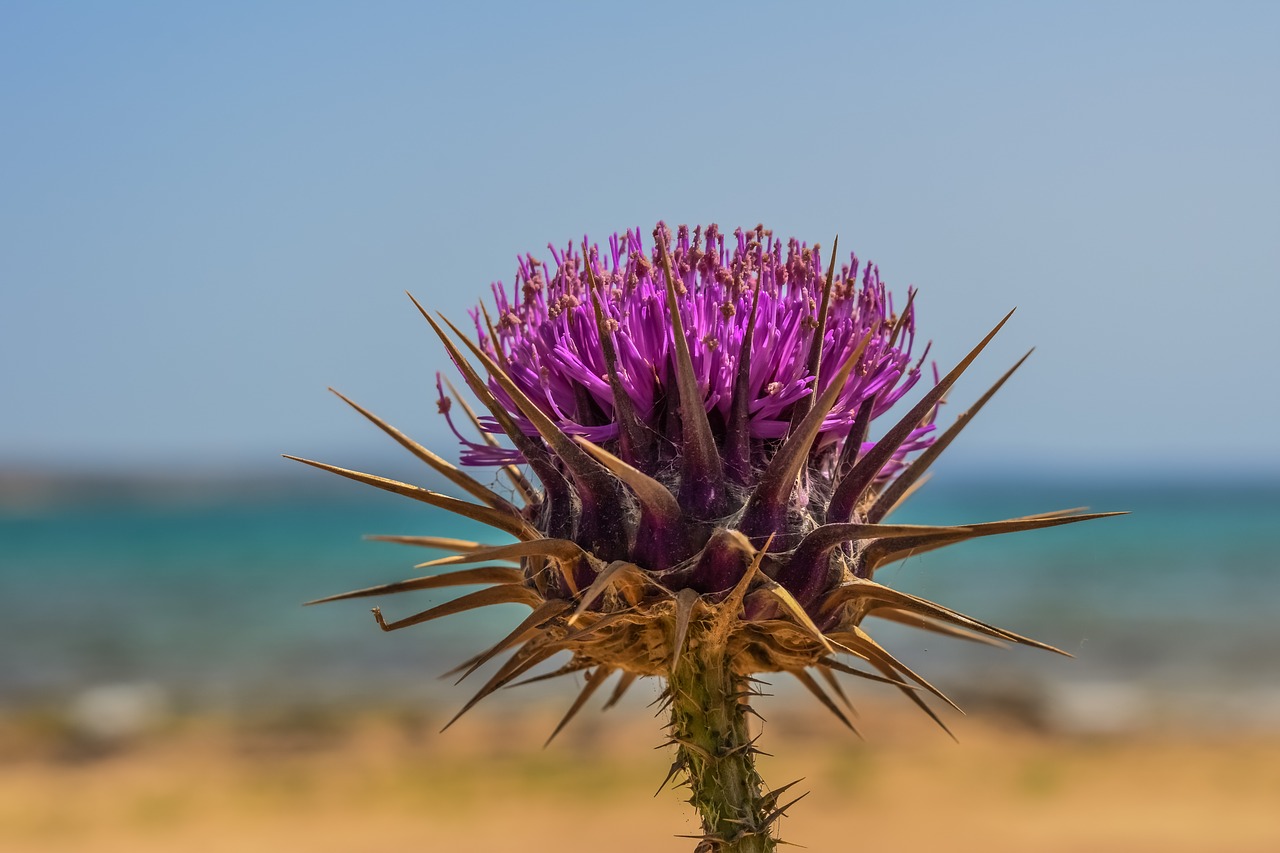 thistle flower plant free photo