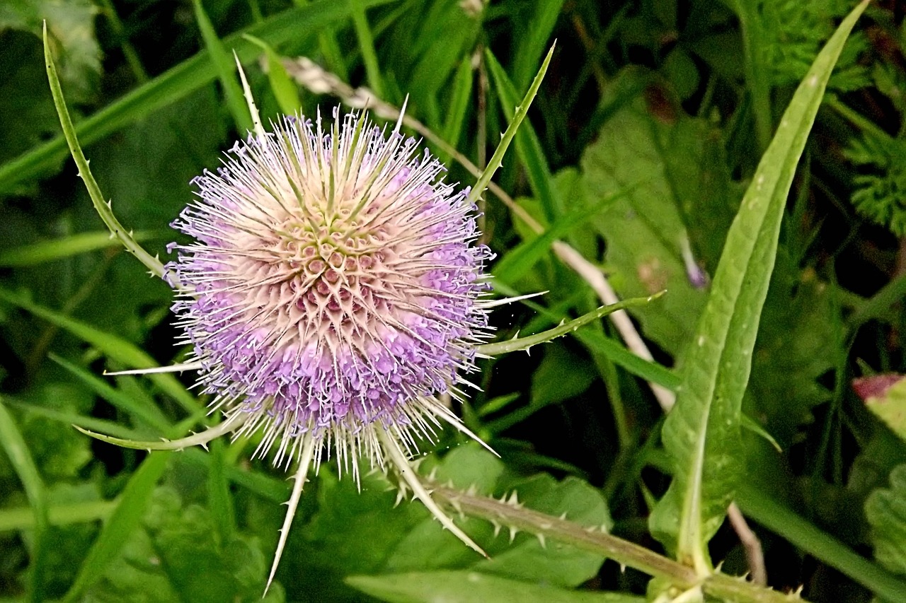 thistle purple purple flower free photo