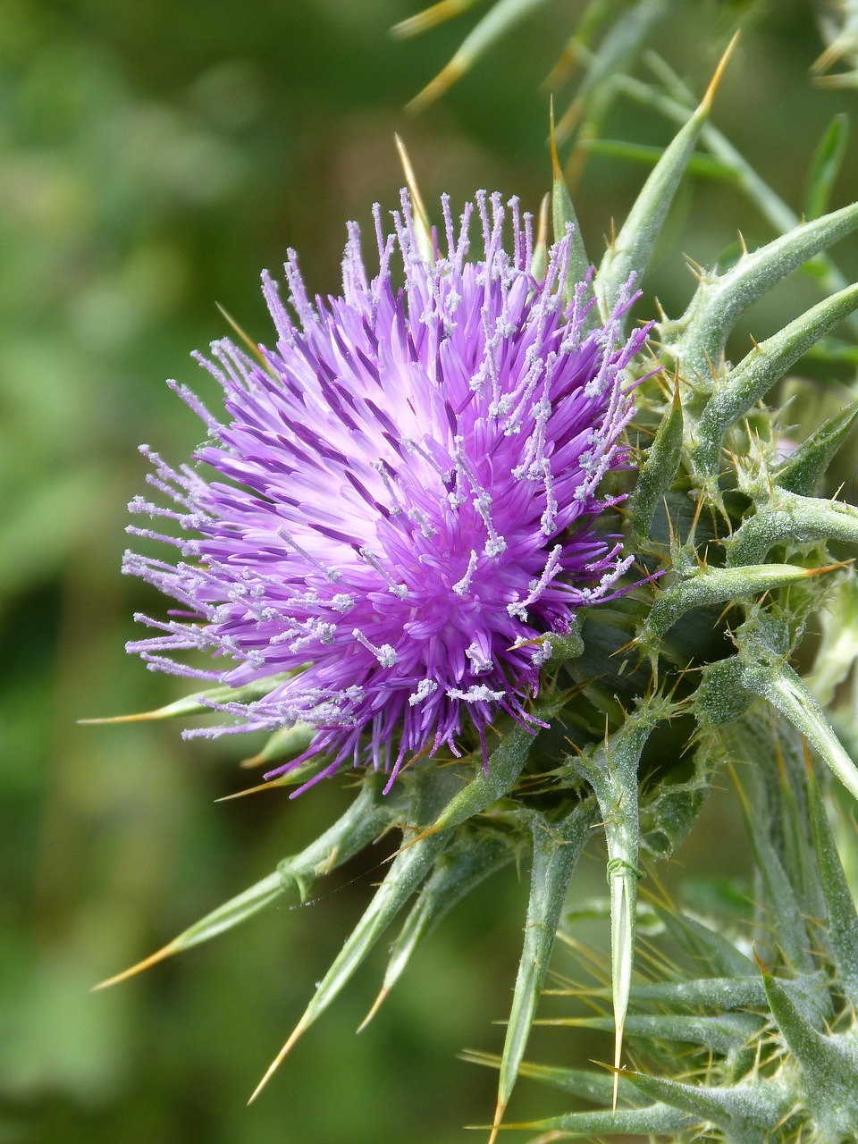 thistle skewers beauty free photo