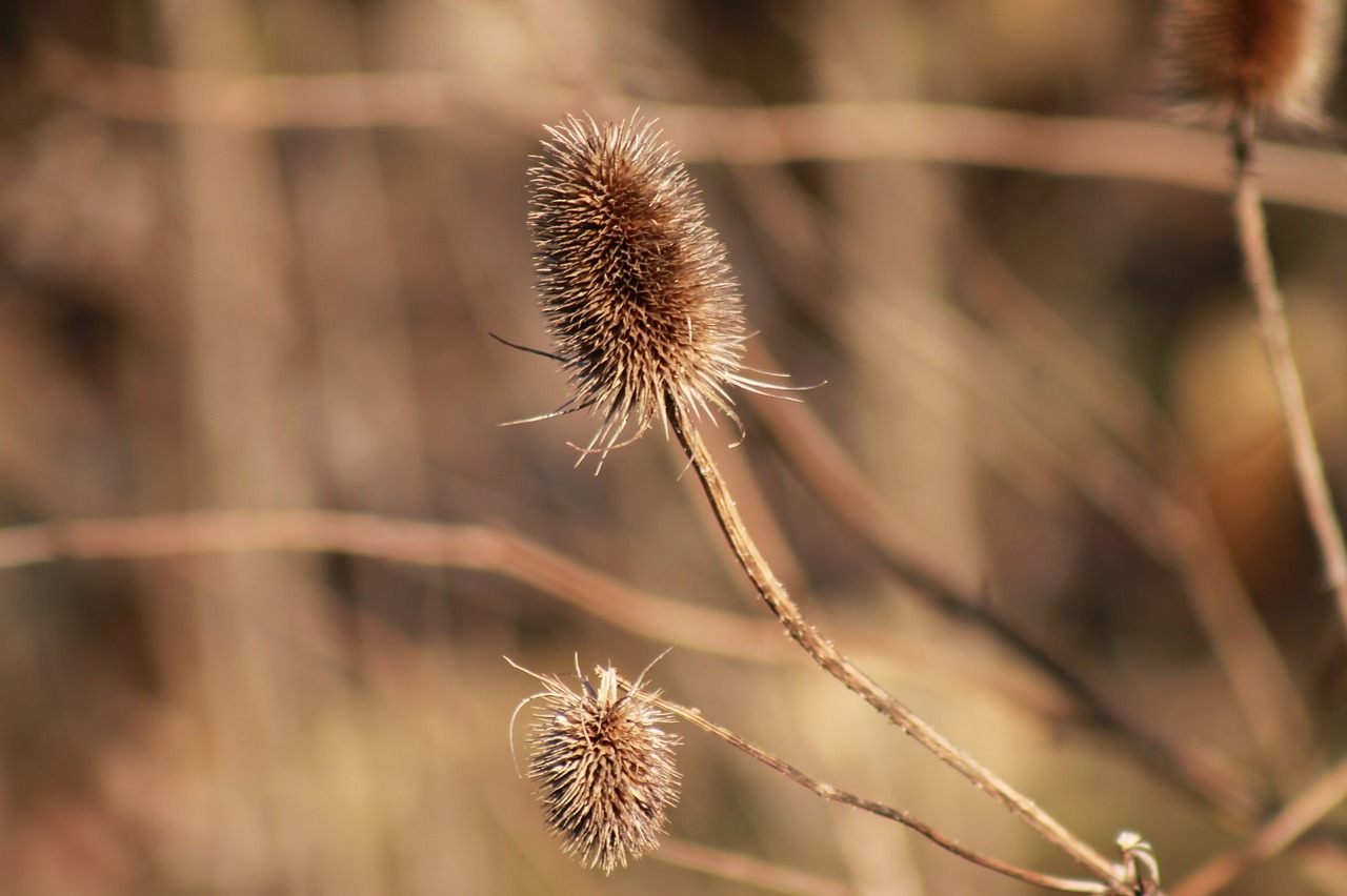 thistle withers dry free photo