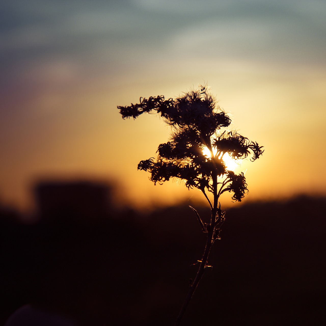 thistle sun contrast free photo