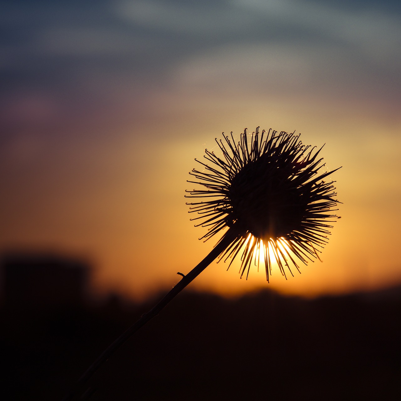 thistle sun contrast free photo