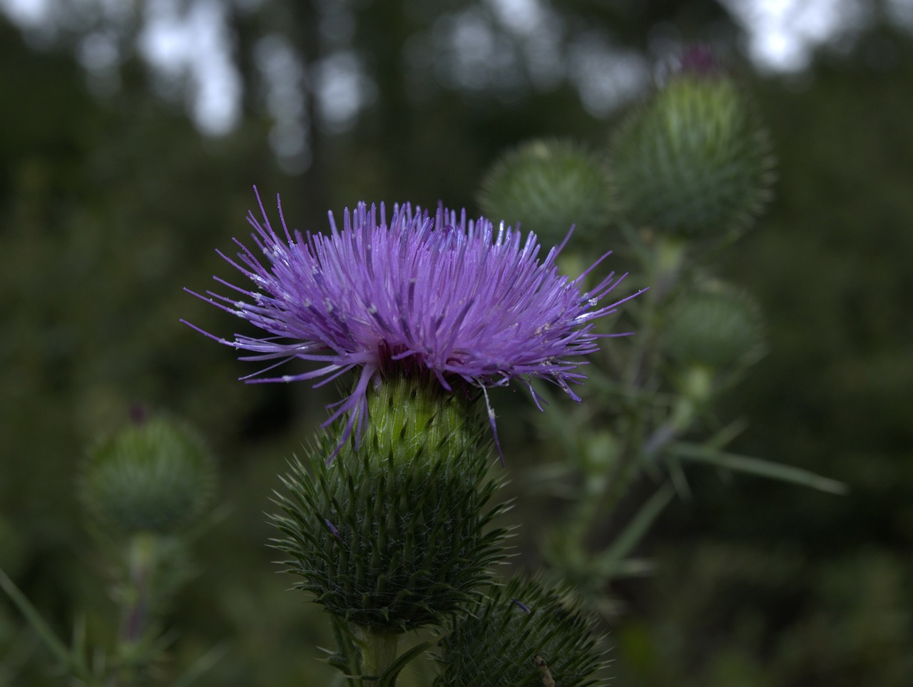 thistle blossom bloom free photo