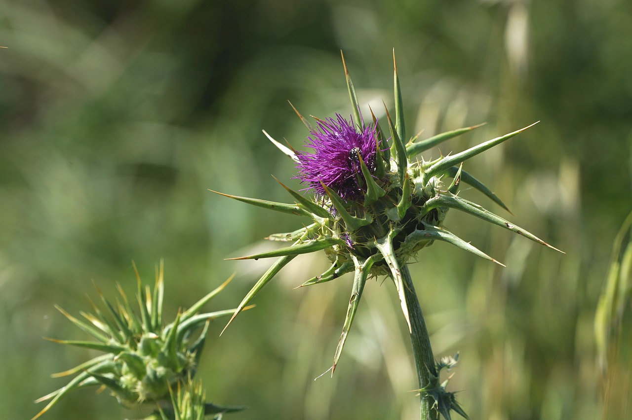 thistle nature flower free photo