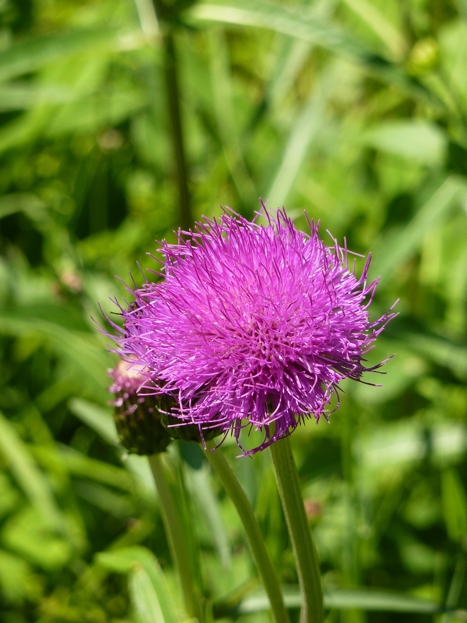 thistle cirsium vulgare purple free photo