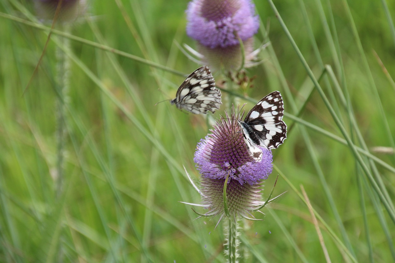 thistle butterfly flower free photo