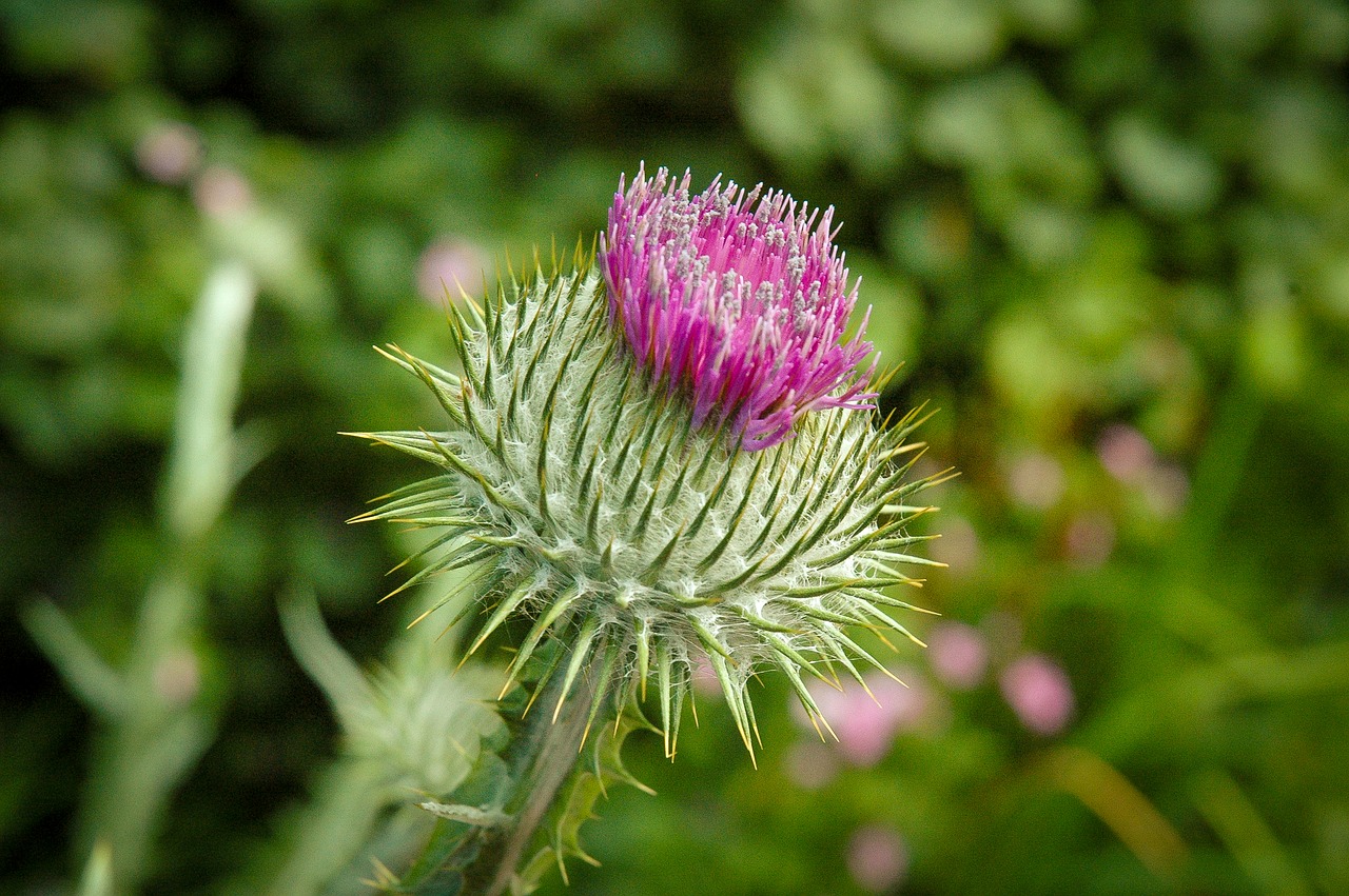 thistle flower green free photo