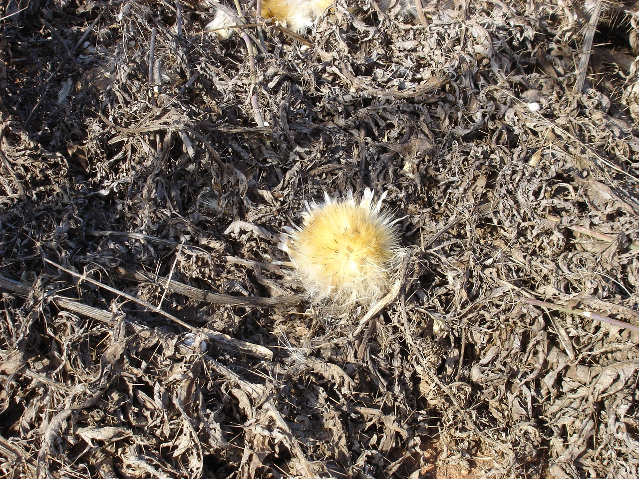 thistle flower drought free photo