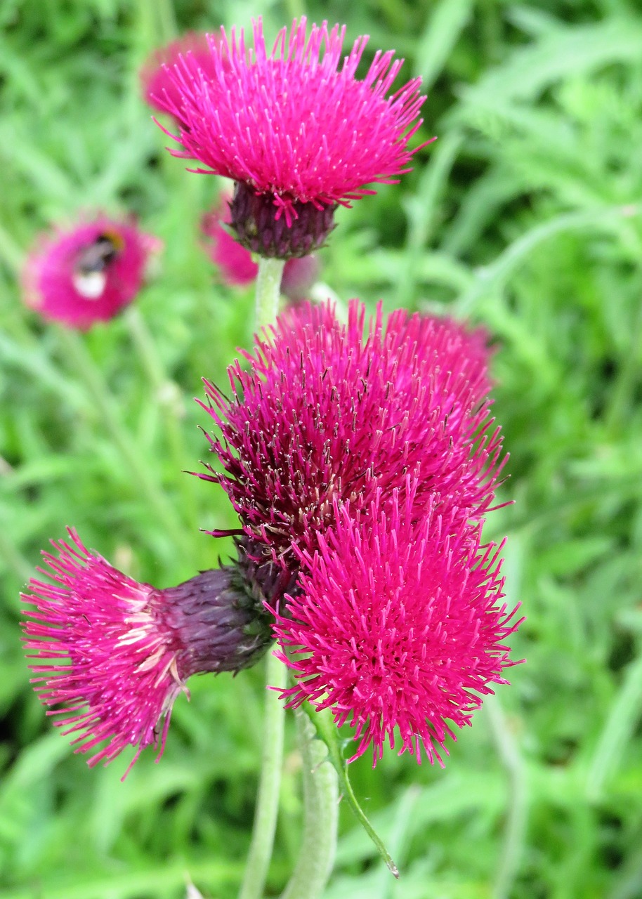 thistle flower purple free photo