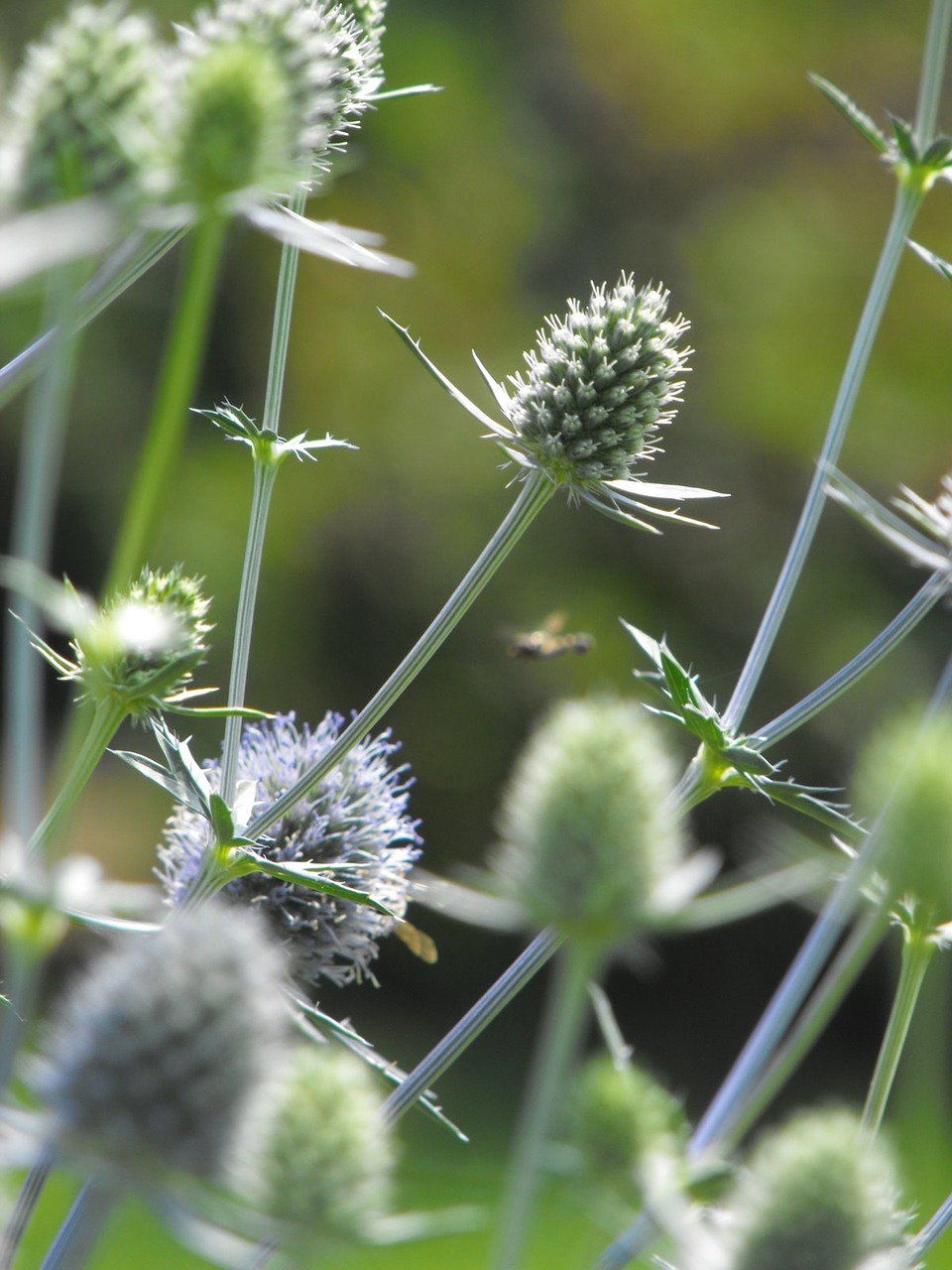 thistle flower plant free photo