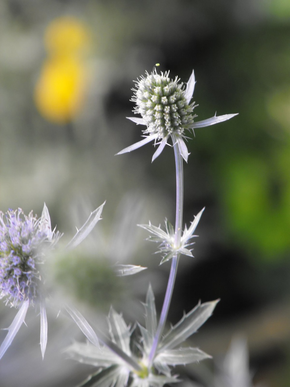 thistle flower plant free photo