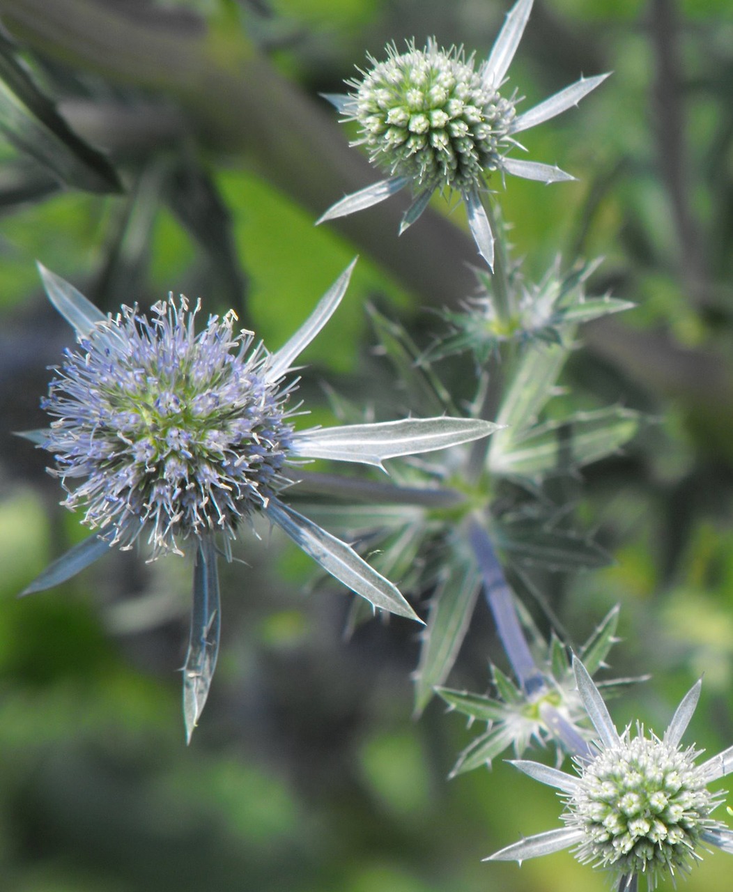 thistle flower plant free photo