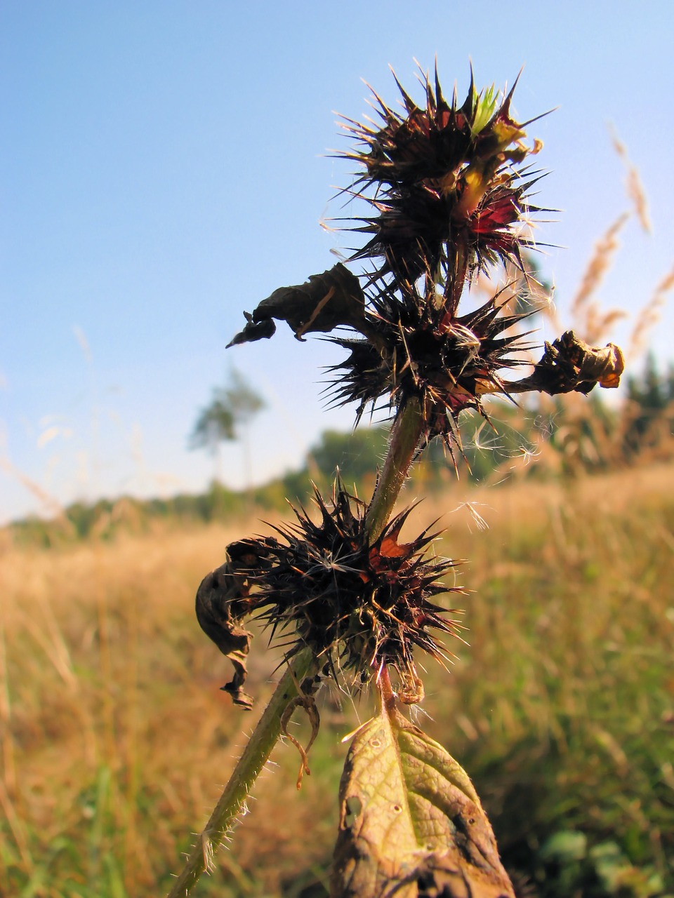 thistle prickly summer free photo