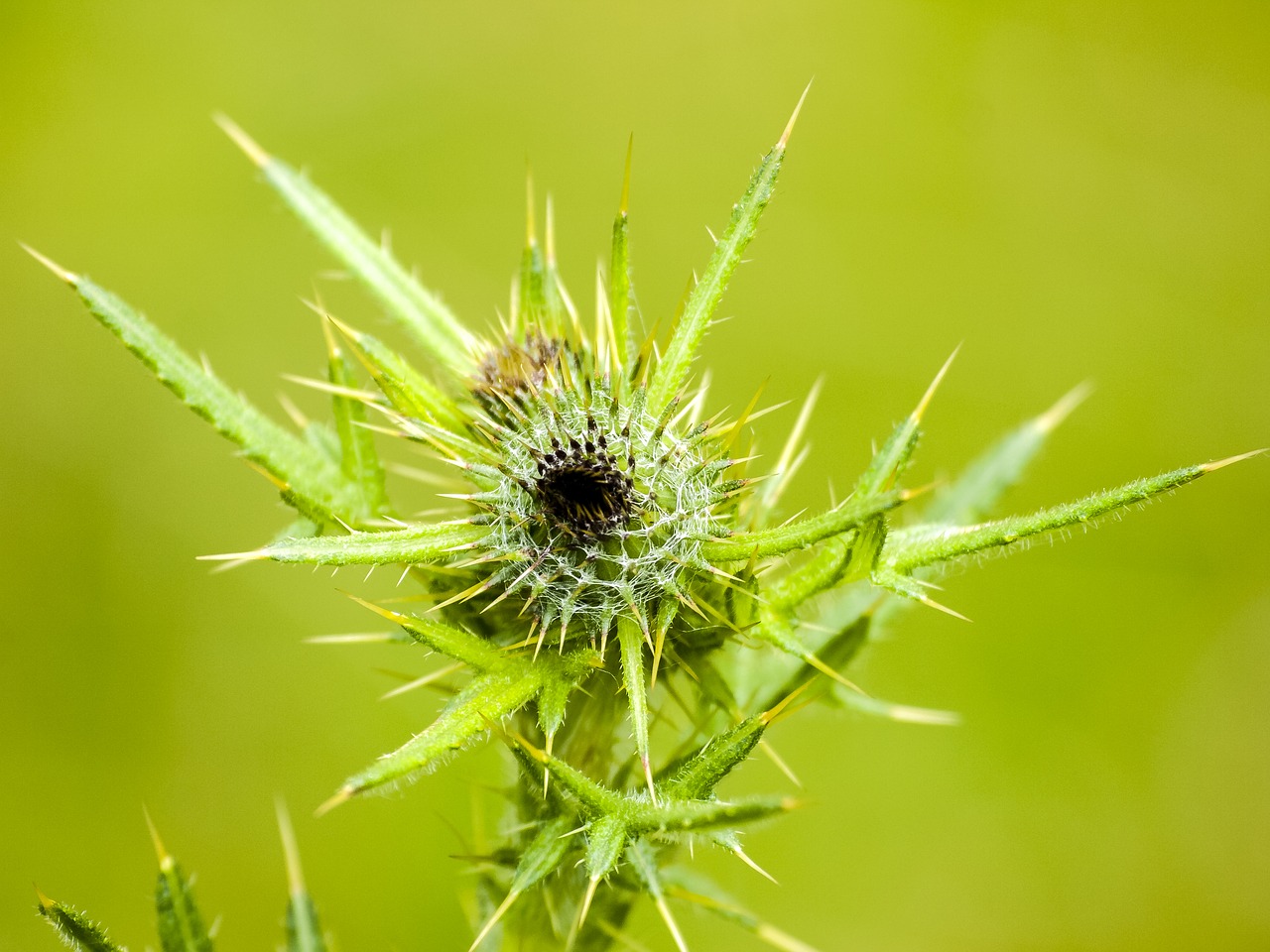 thistle plant flower free photo