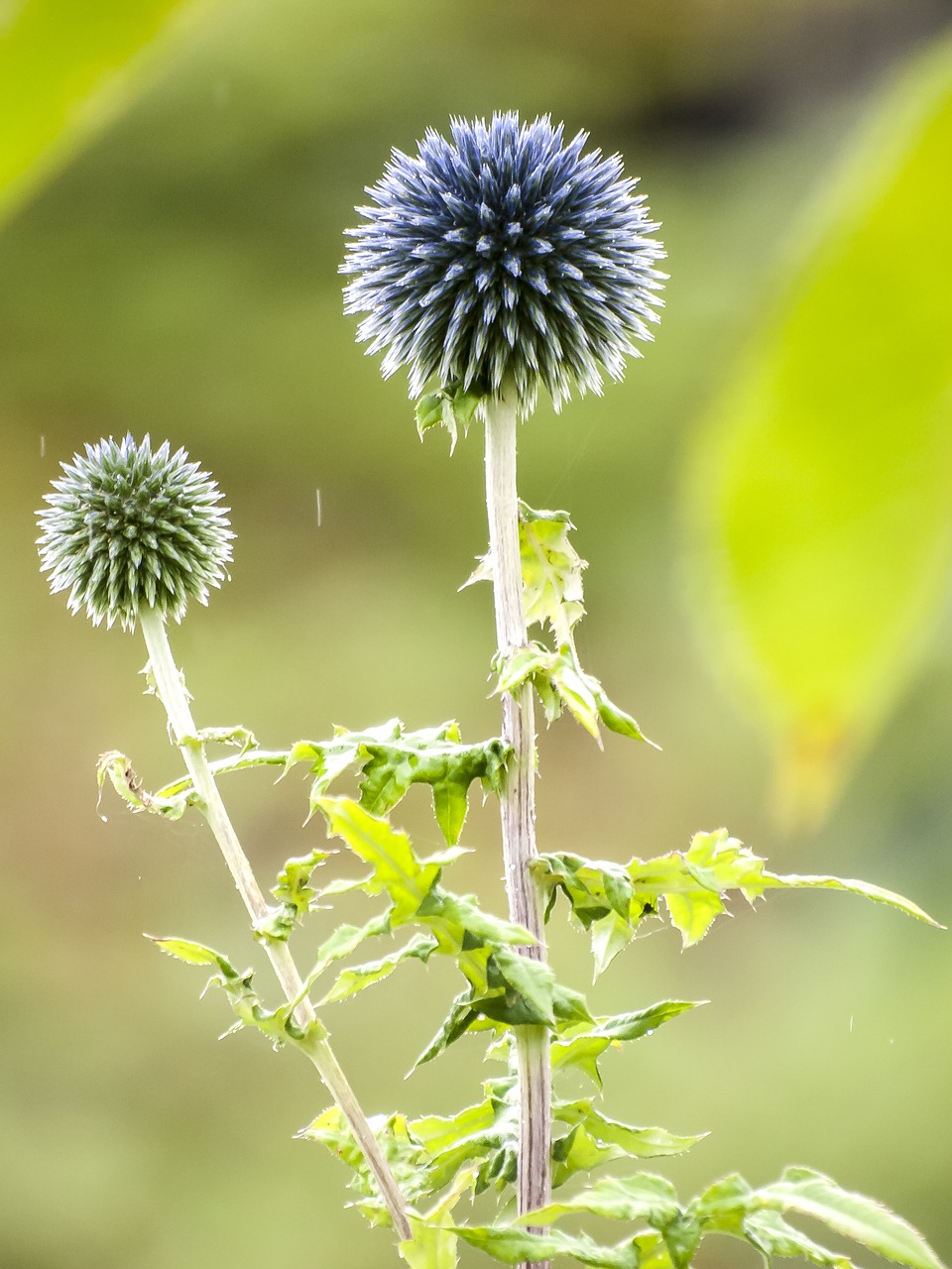 thistle flower plant free photo