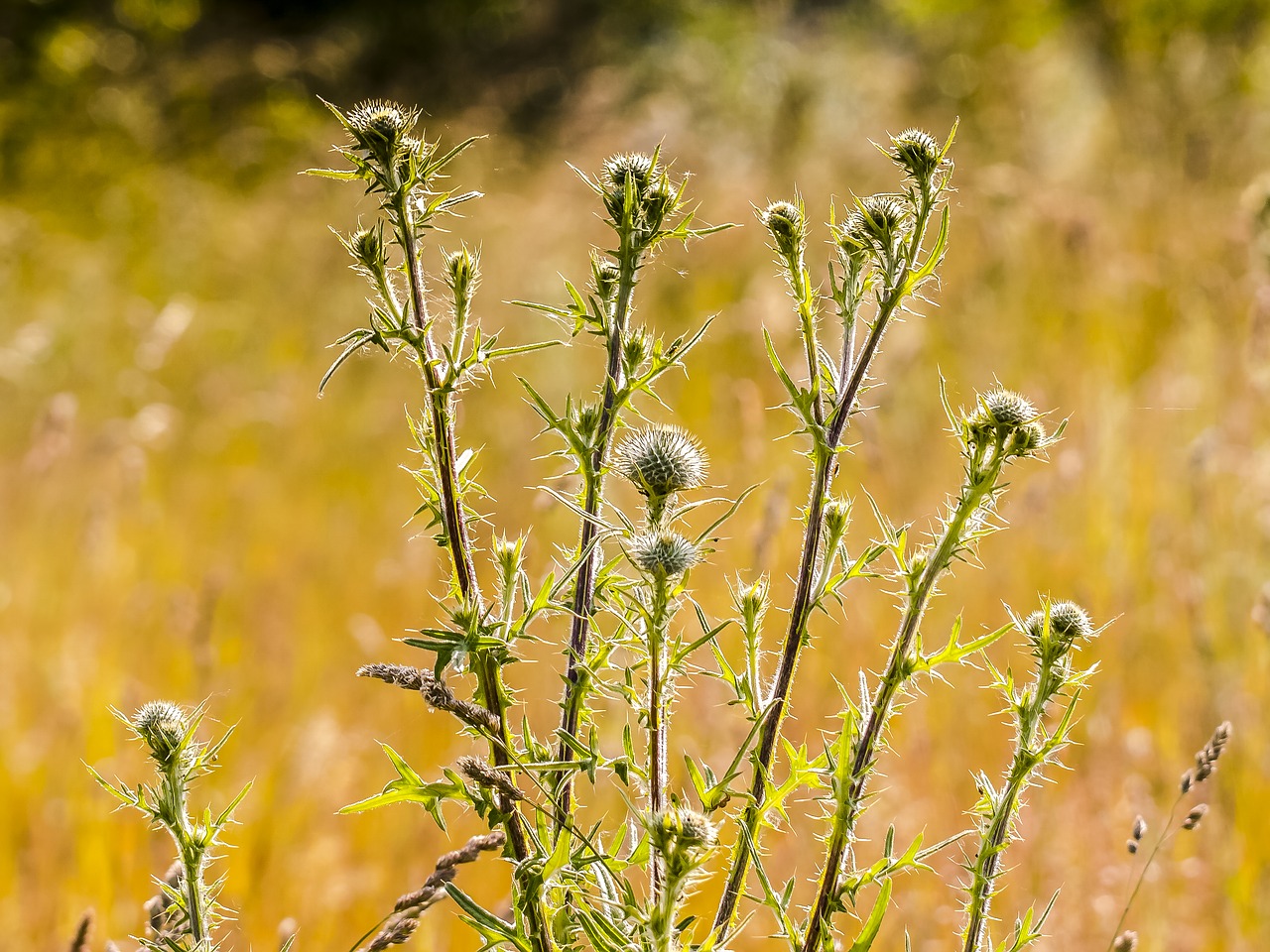 thistle flower plant free photo