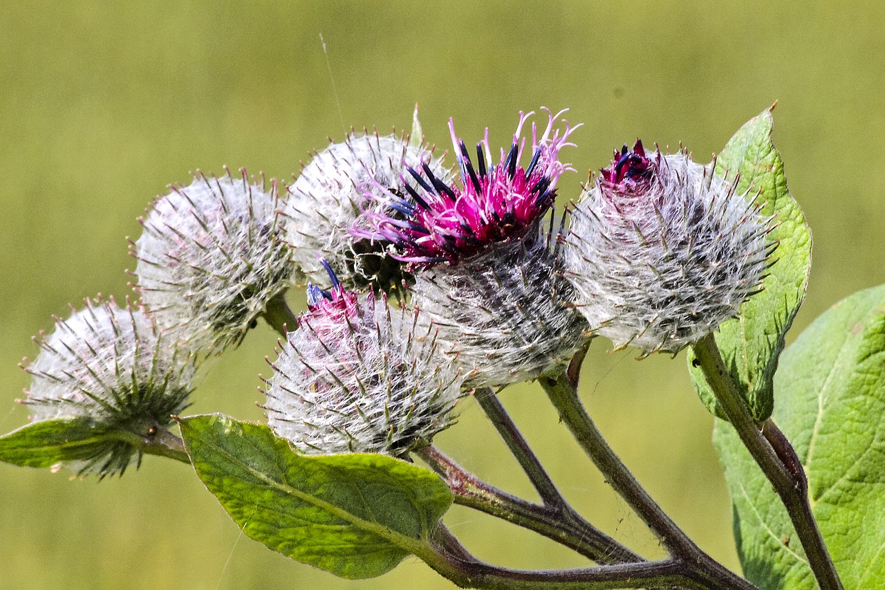 thistle flower plant free photo