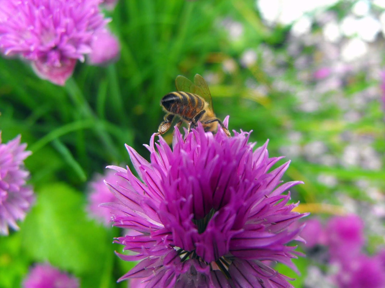 thistle plant flower free photo