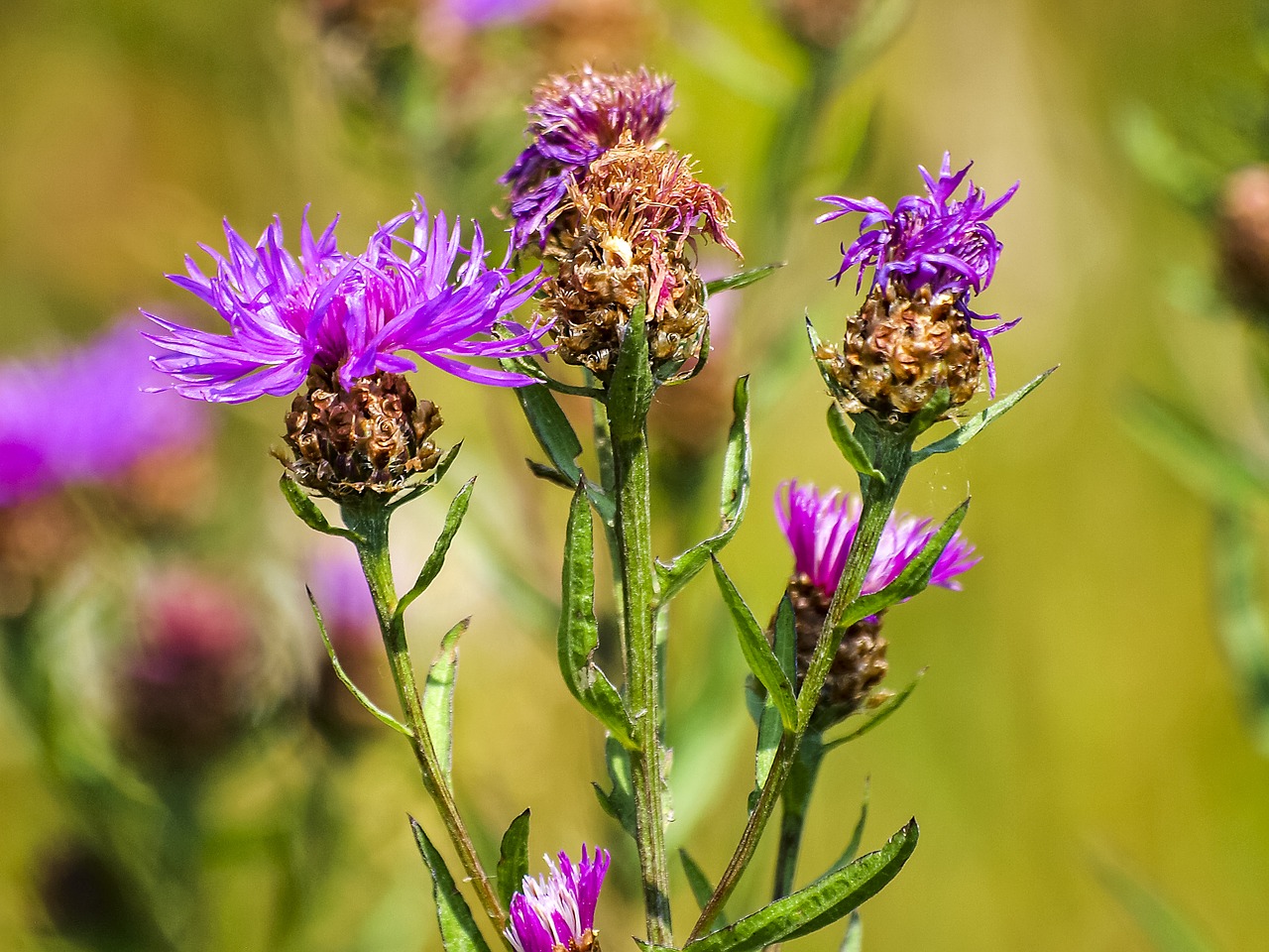 thistle flower plant free photo