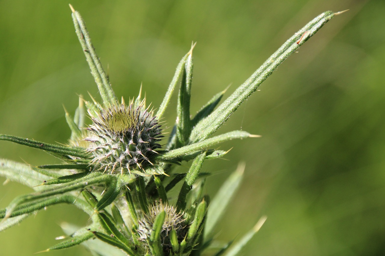 thistle green blossom free photo