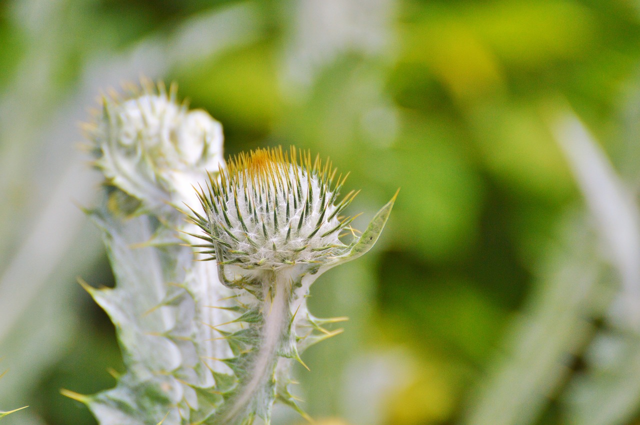 thistle silver thistle large silver thistle free photo