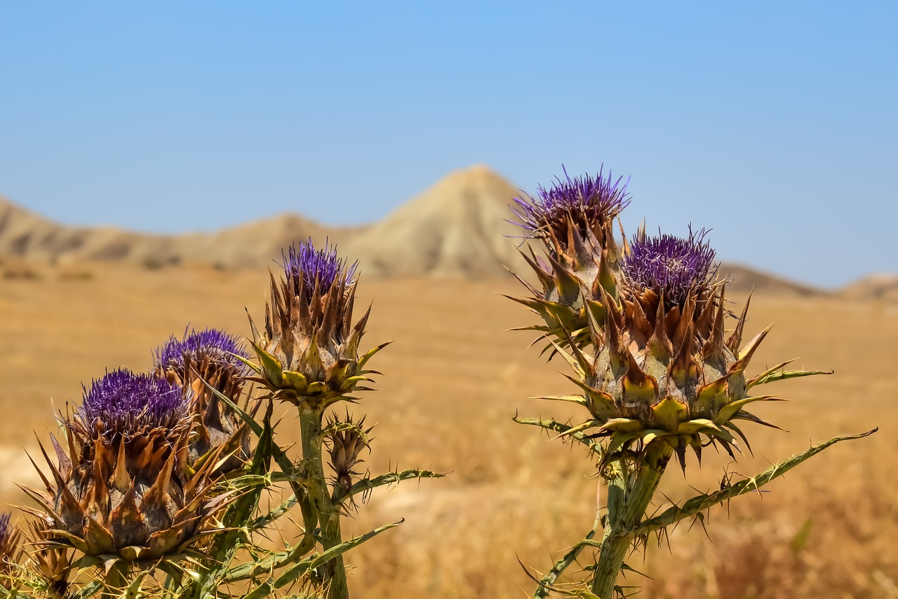 thistle flower plant free photo