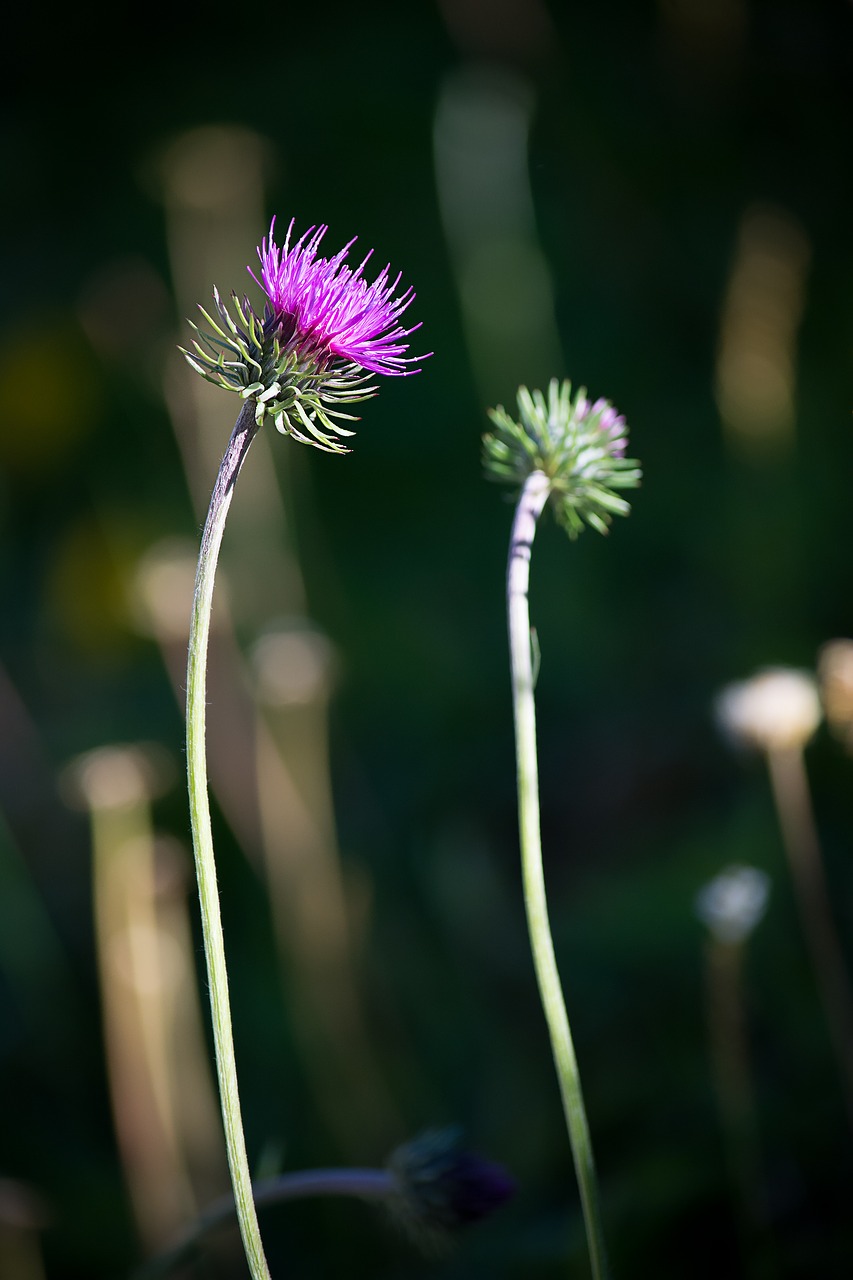 thistle plant wild plant free photo