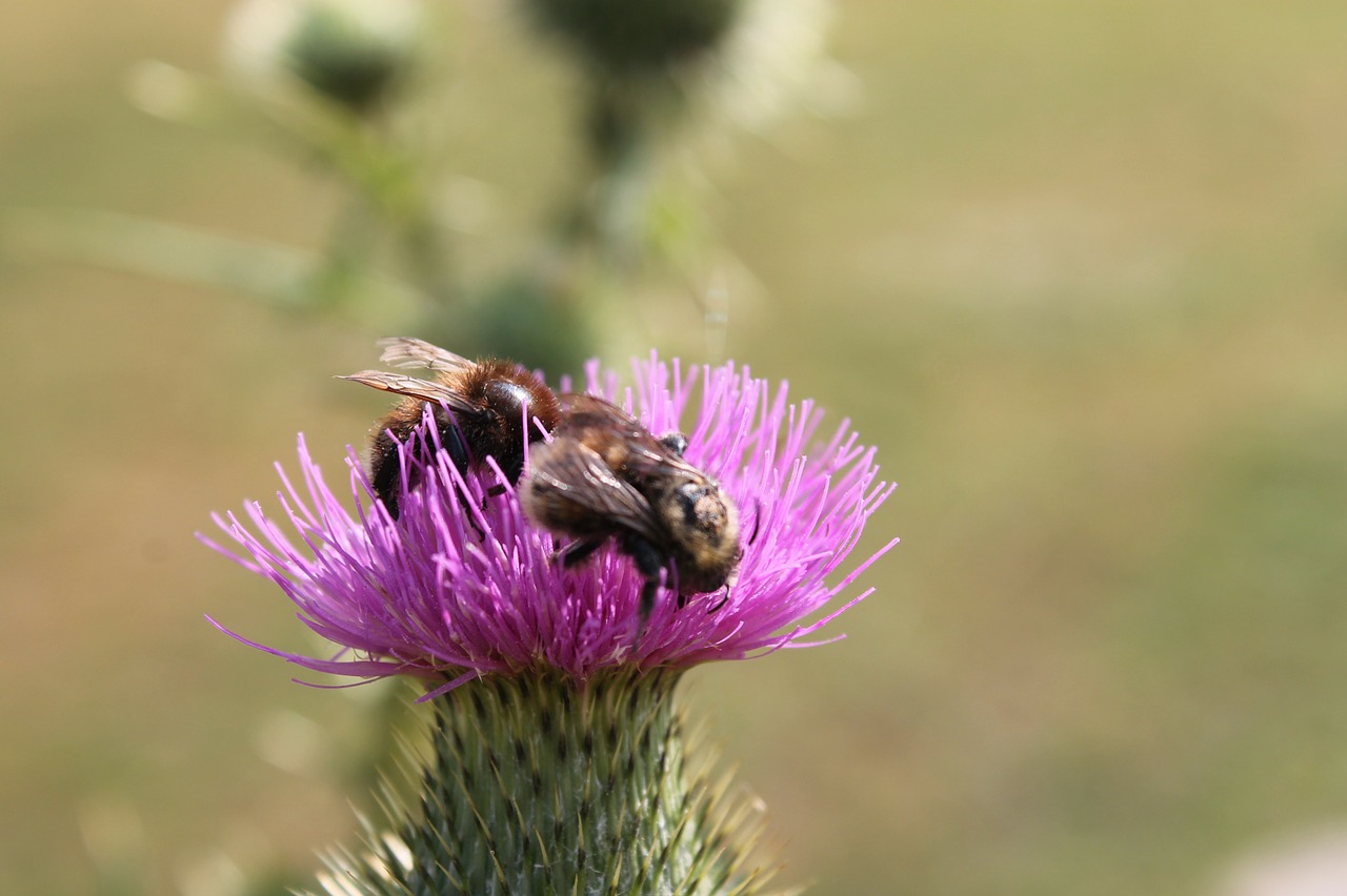 thistle bees thistle flower free photo