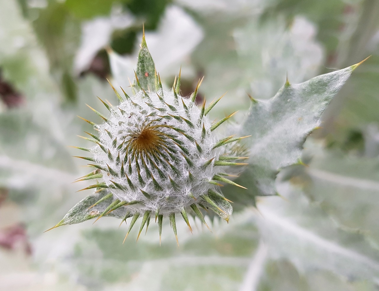 thistle blossom bloom free photo