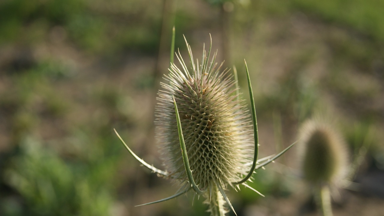 thistle blossom bloom free photo