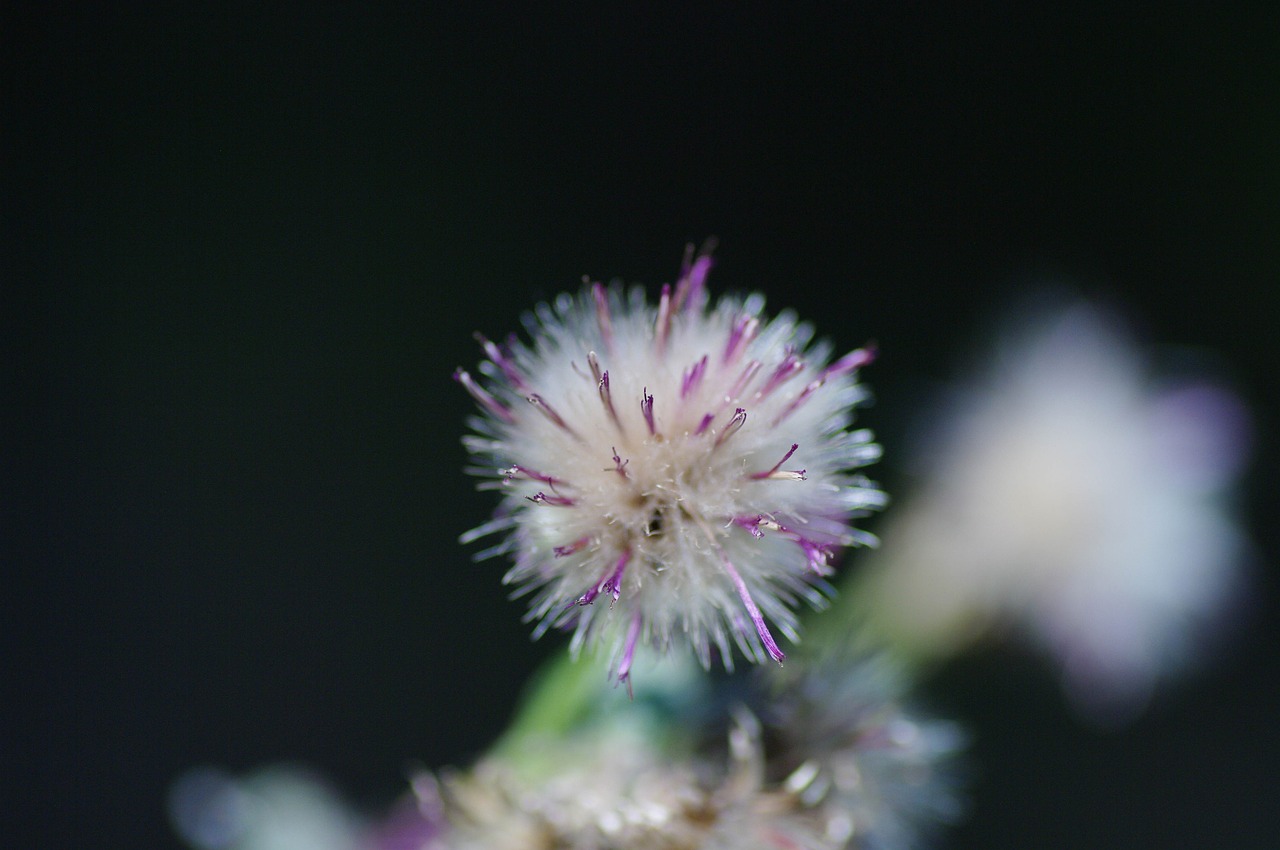 thistle nature detail free photo