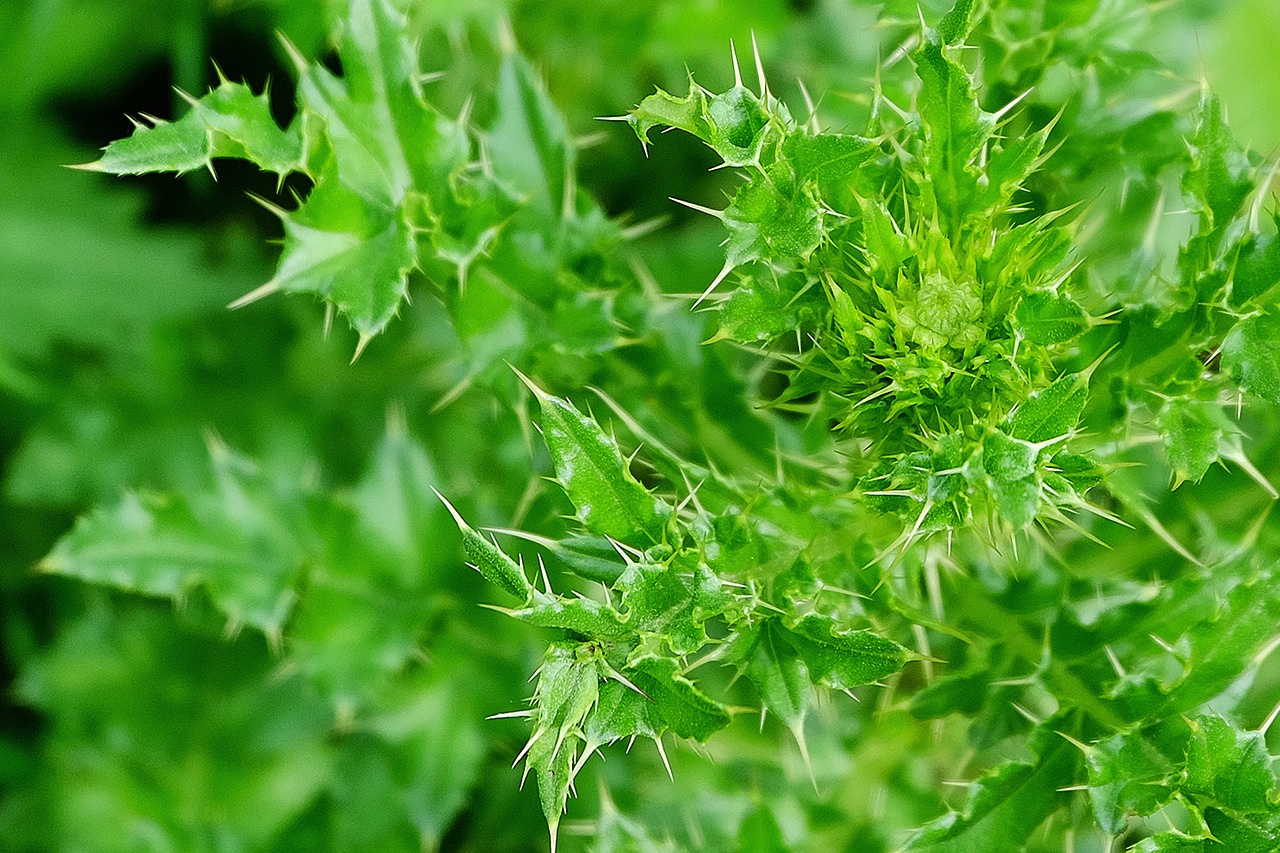 thistle green wild flowers free photo