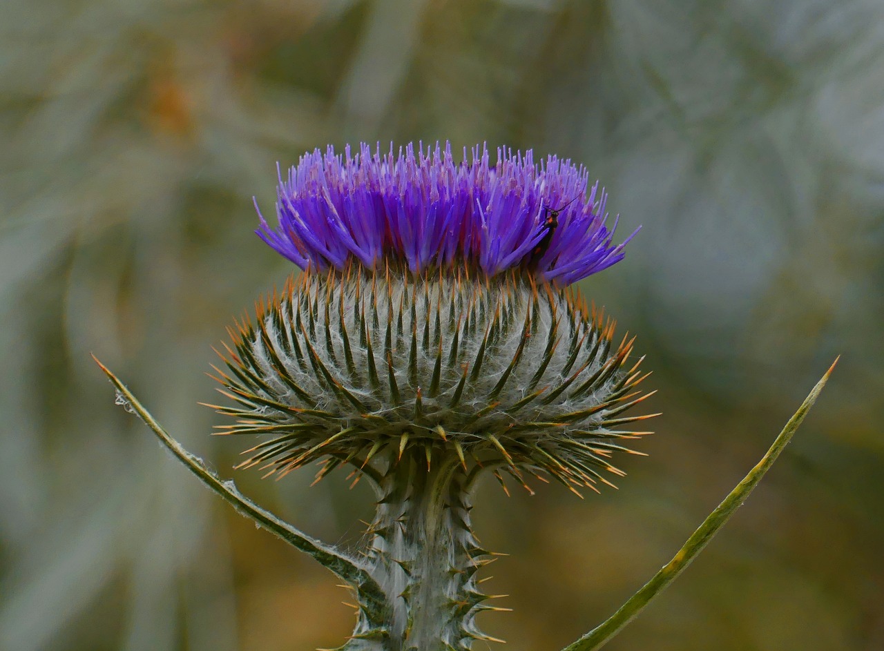 thistle blossom bloom free photo