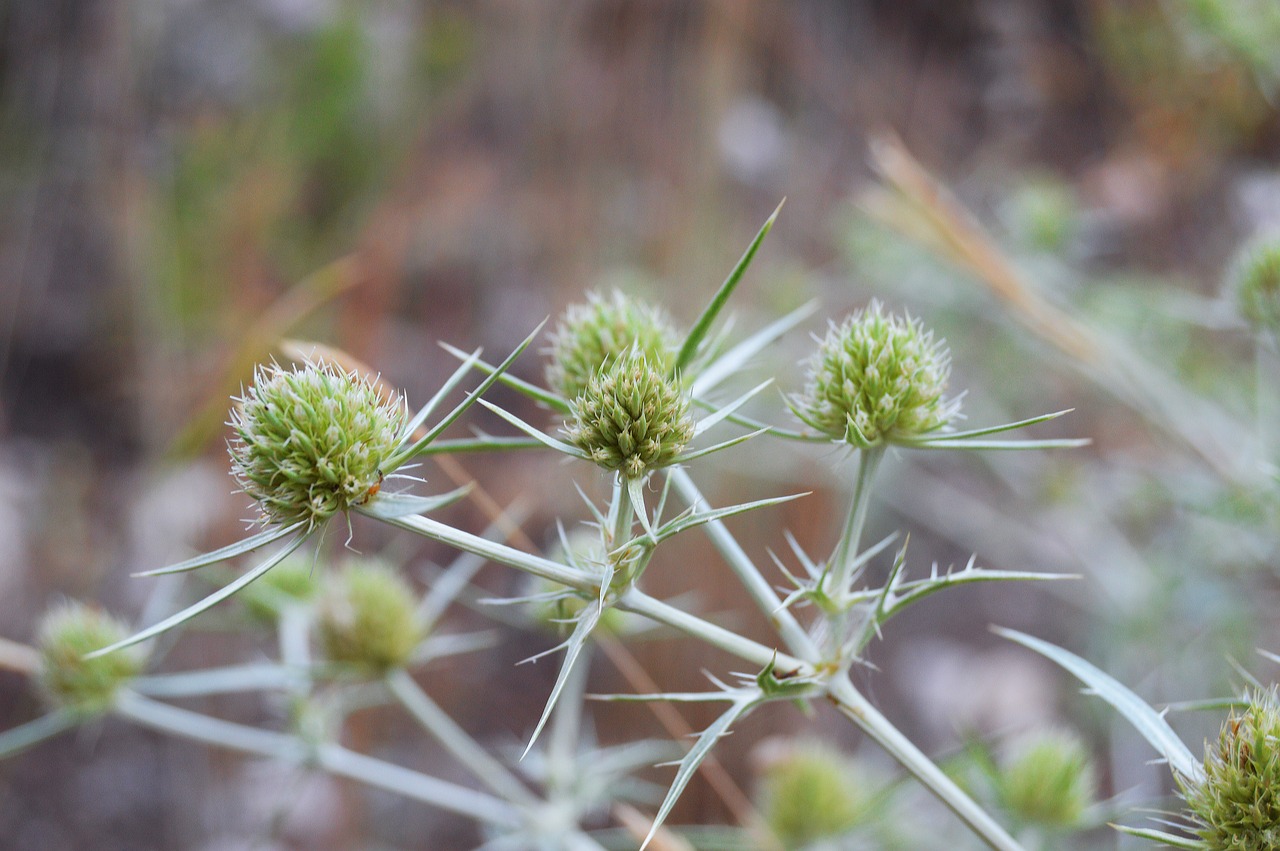 thistle plant wildlife thorns free photo