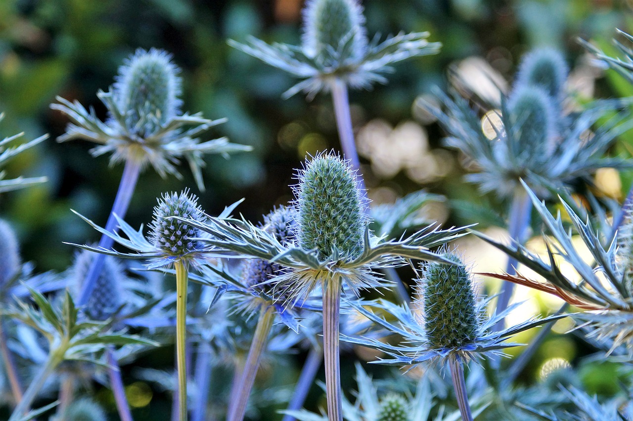 thistle blue thistle bee free photo