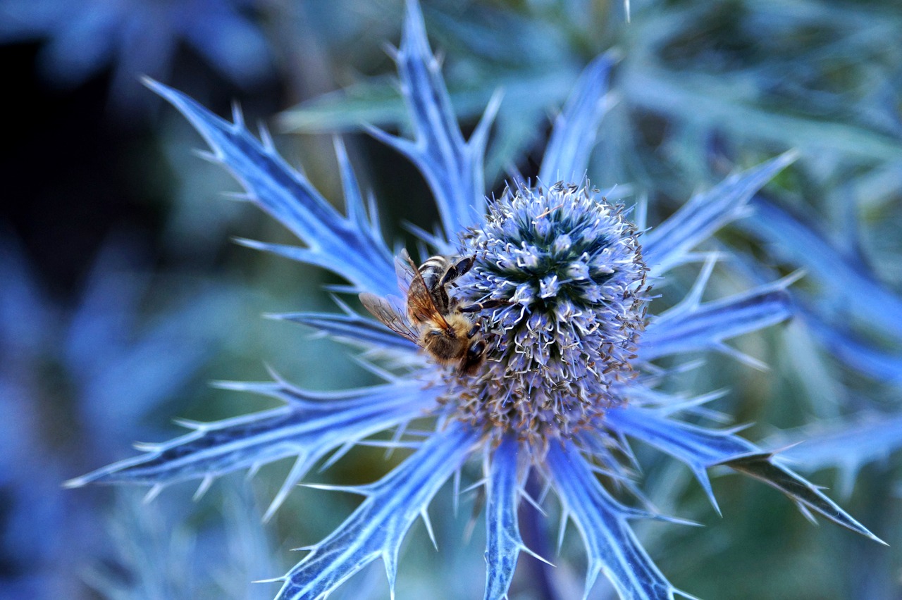 thistle blue thistle bee free photo