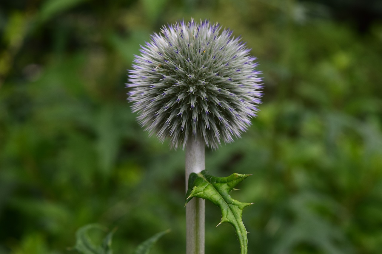 thistle flower nature free photo