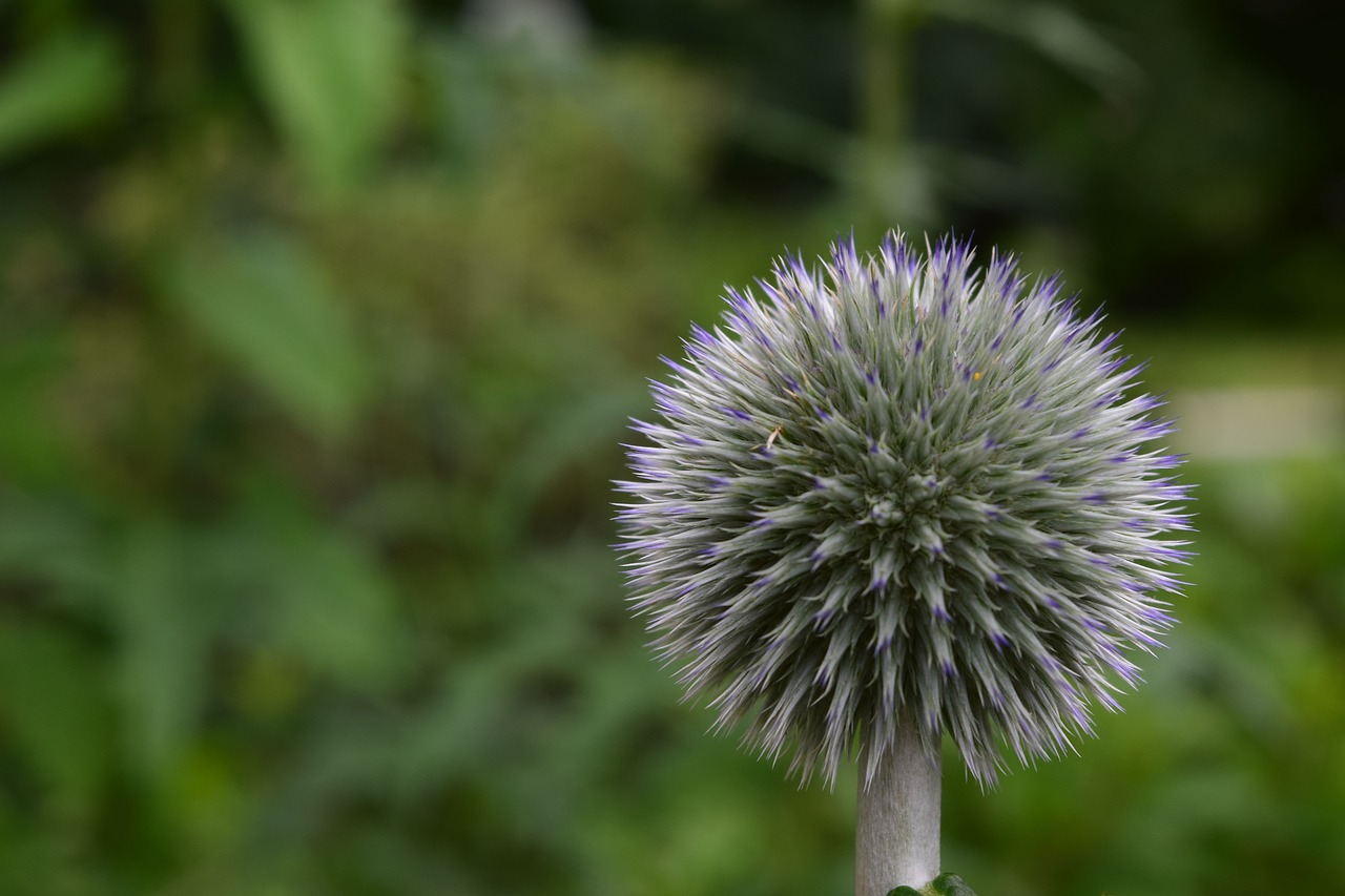 thistle blossom flower free photo