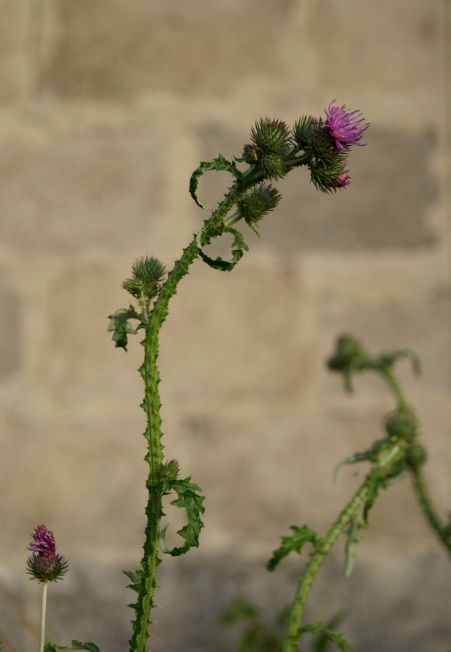 thistle plant nature free photo