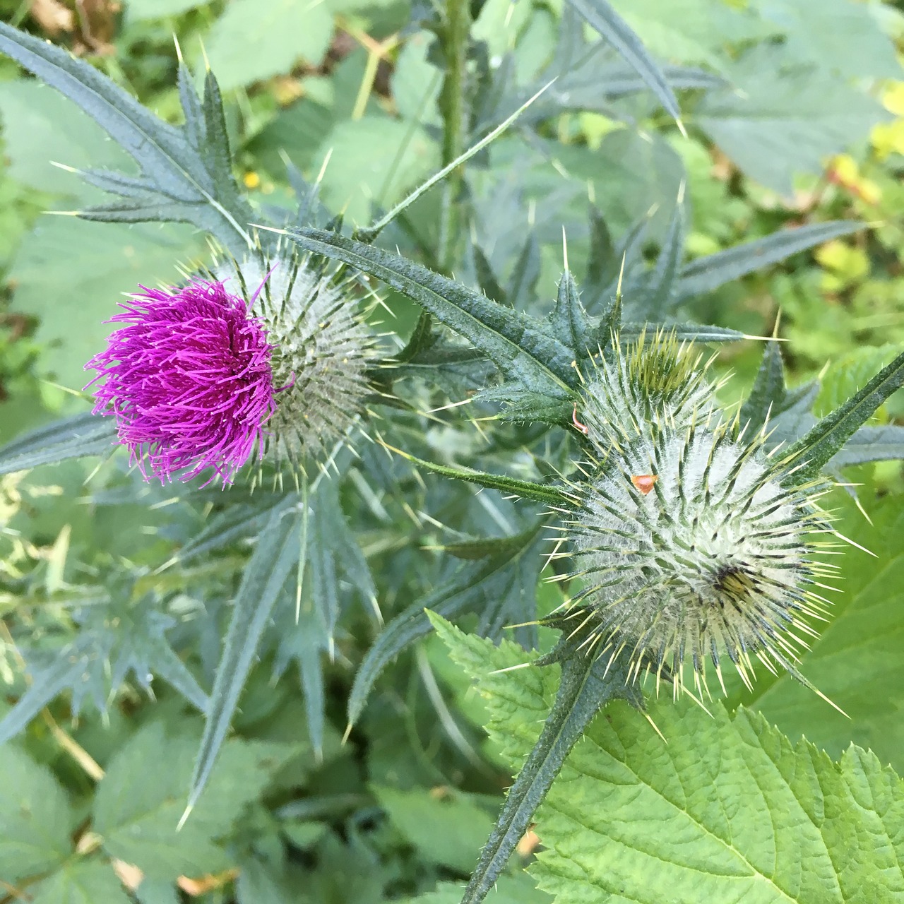 thistle garden prickly free photo