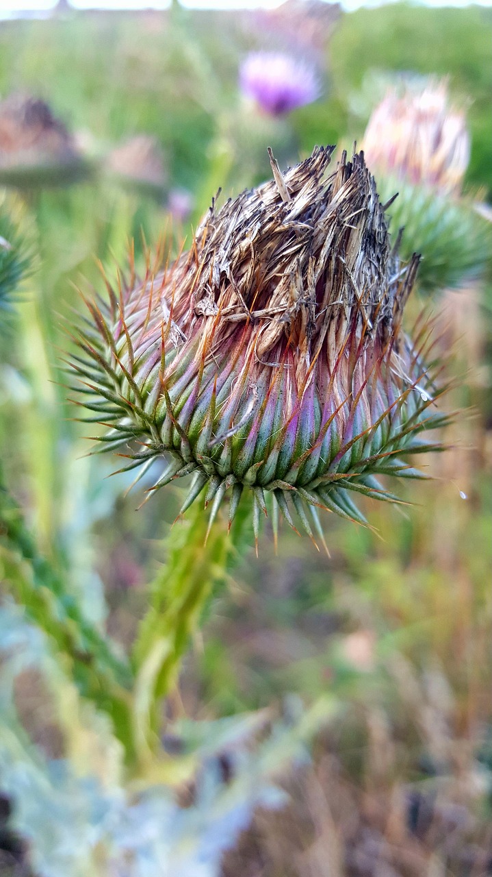 thistle flower grass free photo