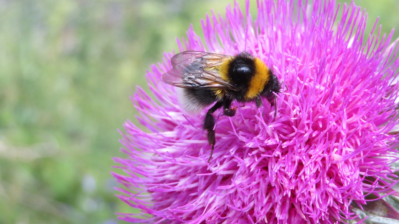 thistle hummel blossom free photo