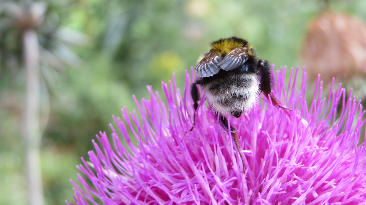 thistle hummel blossom free photo