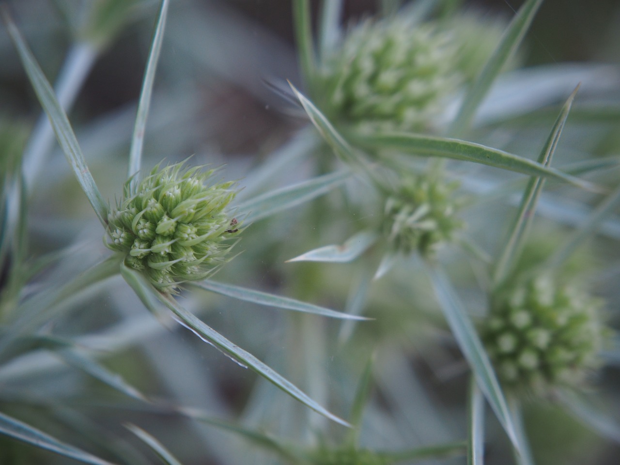 thistle nature plant free photo